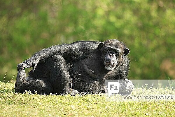 Schimpanse Chimpanzee Pan t. troglodytes Adult ruhend resting Vorkommen: Africa Afrika