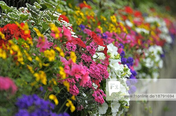 Blühendes Barock  Blumenbeete im Schlosspark