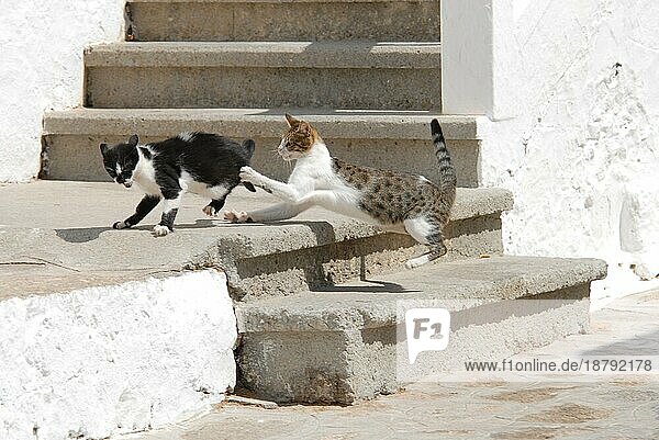 Zwei Hauskatzen streiten sich  Dodekanes  Griechenland  two cats have a fight  Greece  Dodecanese Island  Non-pedigree Shorthair (felis silvestris) forma catus  domesticus  Europa