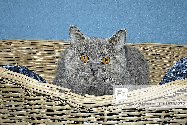 Britisch Kurzhaar Katze im Körbchen >>> weitere ähnliche Motive gerne auf Anfrage <<<