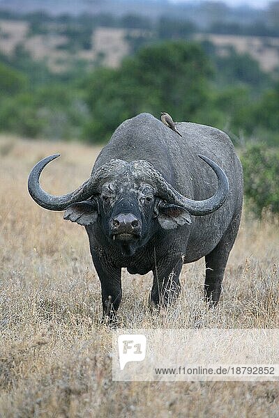 Kaffernbüffel (Syncerus caffer) African Buffalo