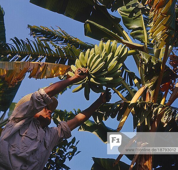 Bananenernte  Bananenstaude (Musa acuminata)  Fruchtstand