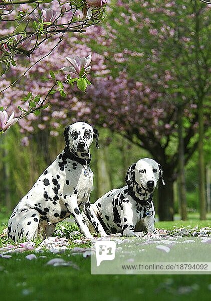 2  zwei Dalmatiner auf einer Wiese mit Magnolienblüten  FCI-Standard Nr. 153  6. 3  two dalmatian in a meadow with blossoms of magnolia