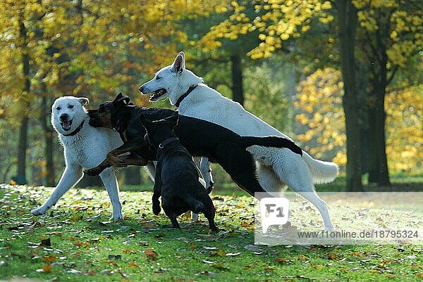 Zwei Weiße Schweizer Schäferhunde (canis lupus familiaris) (Berger Blanc Suisse) und schwarze Mischlingshunde spielen zusammen  FCI-Standard Nr. 347 (vorläufig)  two White Swiss Shepherd Dogs and black mixed breed dogs play together
