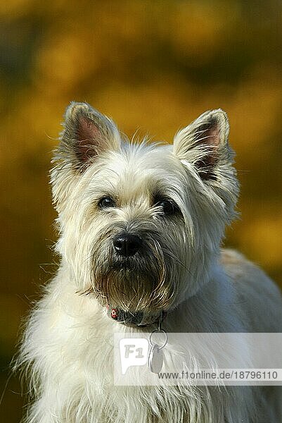 Cairn Terrier  Porträt  FCI-Standard Nr. 4  portrait (canis lupus familiaris)