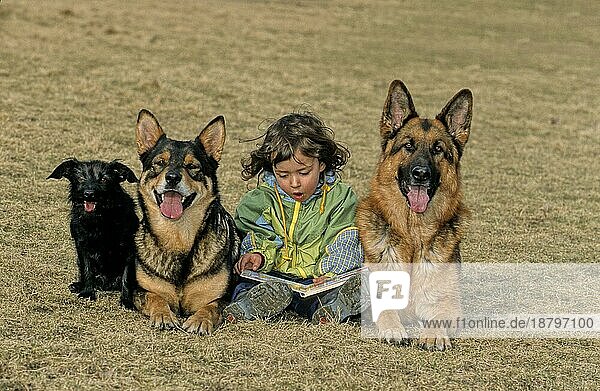 Kleines Mädchen mit Mischlingshunden und Schäferhunden  small girl with hybrid dogs and sheepdogs