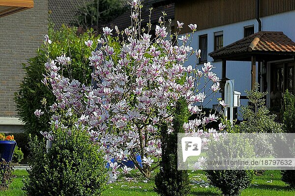 Magnolienblüte im Frühling  Magnolienbaum blühend im Garten  Tulpenmagnolien (Magnolia soulangeana)