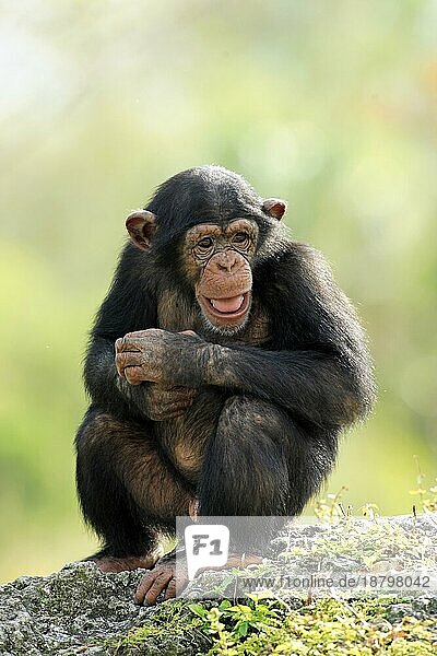 Schimpanse Chimpanzee Pan t. troglodytes Jungtier young Vorkommen: Africa Afrika