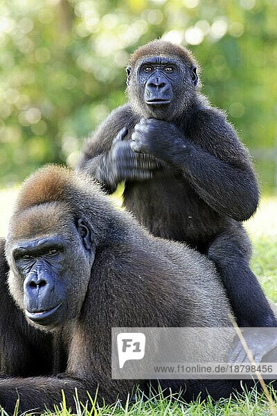 Westlicher Tiefland Gorilla (Gorilla Gorilla) Lowland g. gorilla Adult weiblich female mit Jungtier with baby Jungtier drohend young is threatening Vorkommen: Afrika Africa