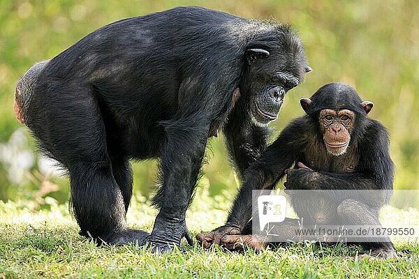 Schimpanse Chimpanzee Pan t. troglodytes Adult weiblich female mit Jungtier with young Vorkommen: Africa Afrika