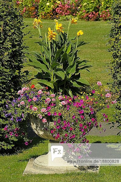 Ludwigsburg blühendes Barock  Großgefäß mit verschiedenen Blumen