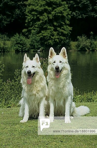 2 zwei Weißer Schäferhund  Berger Blanc Suisse (Weißer Schweizer Schäferhund)  Weißer Schäferhund  Weißer Schäfer  FCI  Standard vorläufig No 347