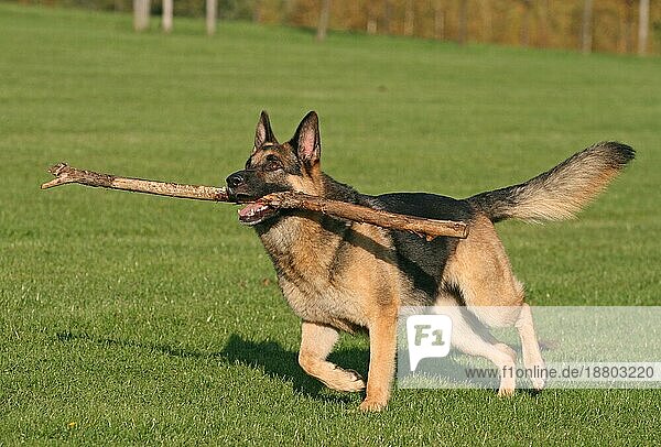 Deutscher Schäferhund (Canis lupus) f. familiaris  rennt mit einem Stock im Maul über die Wiese