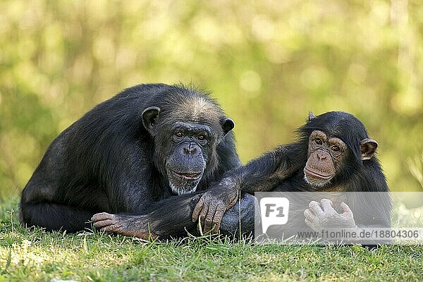Schimpanse Chimpanzee Pan t. troglodytes Adult weiblich female mit jungtier with young Vorkommen: Africa Afrika