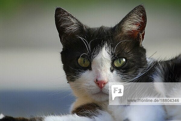Hauskatze  Porträt  cat  portrait  Non-pedigree Shorthair (felis silvestris) forma catus  domesticus