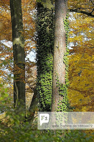 Laub  Wald im Herbst  bei Maulbronn