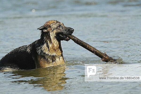 Deutscher Schäferhund mit Stock im Wasser