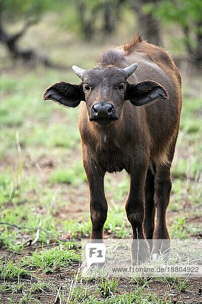 Kaffernbüffel (Syncerus caffer)  Krüger National Park  Südafrika  Jungtier  Kalb African Buffalo  Kruger National Park  South Africa African Buffalo  South Africa  young  calf