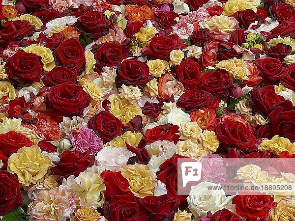 Auf Rosen gebettet Bett mit Rosenblüten bepflanzt  Rosenbett  Rosenbeet
