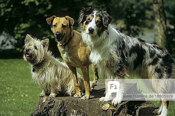 Cairn Terrier  Mischling + Australian Shepherd