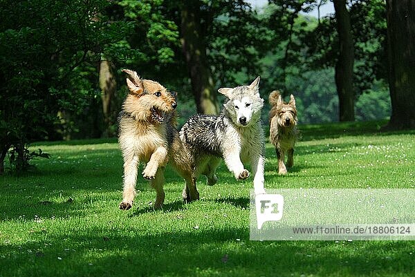 Ein Mischlingshund (canis lupus familiaris) und ein junger Alaskan Malamute  laufen nebeneinander über eine Wiese  FCI-Standard Nr. 243  a mixed breed dog and a young Alaskan Malamute  running side by side across a meadow