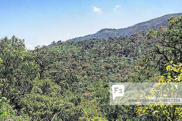 Die trockenen immergrünen Wälder der Trockenzone Sri Lankas sind eine tropische trockene Laubwald Ökoregion auf der Insel Sri Lanka. Sie befinden sich hauptsächlich in der Zentralprovinz