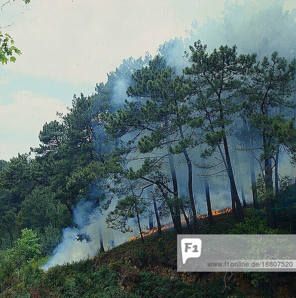 Waldbrand im Westen Madeiras  der hier häufig vorkommt  Madeira  Portugal  Europa