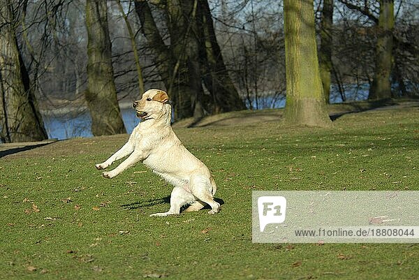 Labrador Retriever  jumping  Spaß  Freude  Bewegung  motion  action  springen  dog  dogs  hound  Hunde (canis lupus familiaris)  domestic animals  pets  Haustiere