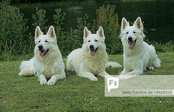 3 drei Weißer Schäferhund  Berger Blanc Suisse (Weißer Schweizer Schäferhund)  Weißer Schäferhund  Weißer Schäfer  FCI  Standard vorläufig No 347