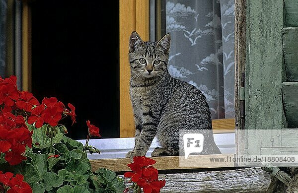 Katze auf dem Fenstersims  außen