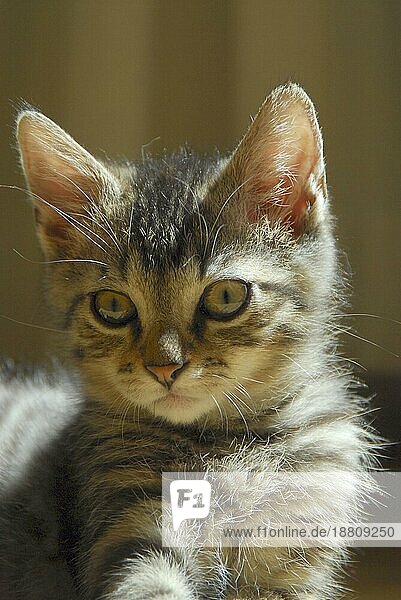 Junges Hauskätzchen  getigert  Porträt  kitten  Tabby  portrait  Non-pedigree Shorthair (felis silvestris) forma catus  domesticus