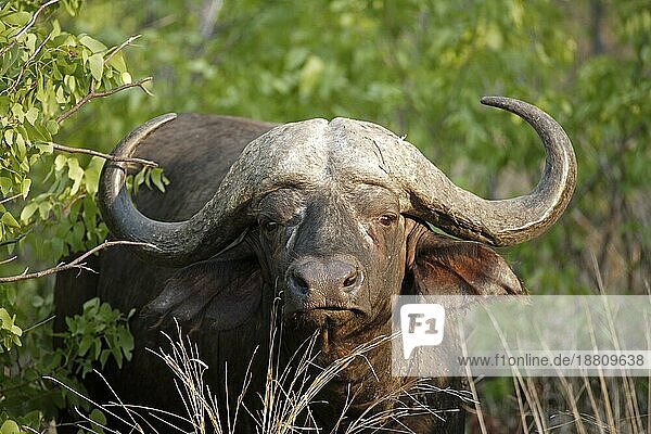 Kaffernbüffel (Syncerus caffer)  Krüger National Park  Südafrika  Adult  männlich  Portrait African Buffalo  Kruger National Park  South Africa African Buffalo  South Africa  ad