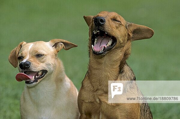 2 Mischlinge  lachender Hund  zum Todlachen  lachend  offenes Maul