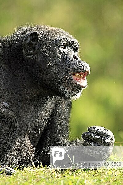 Schimpanse Chimpanzee Pan t. troglodytes Adult Portrait Vorkommen: Africa Afrika