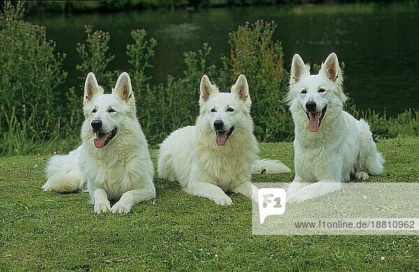 3 drei Weißer Schäferhund  Berger Blanc Suisse (Weißer Schweizer Schäferhund)  Weißer Schäferhund  Weißer Schäfer  FCI  Standard vorläufig No 347