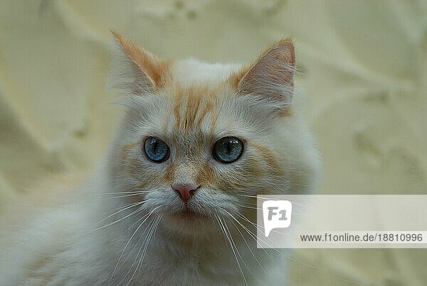 Hauskatze  Creme-Tabby-Point mit blauen Augen  Porträt  cat  Cream-Tabby-Point Blue-eyed  portrait (felis silvestris) forma catus  domesticus