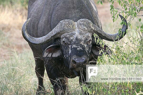 Kaffernbüffel (Syncerus caffer) African Buffalo