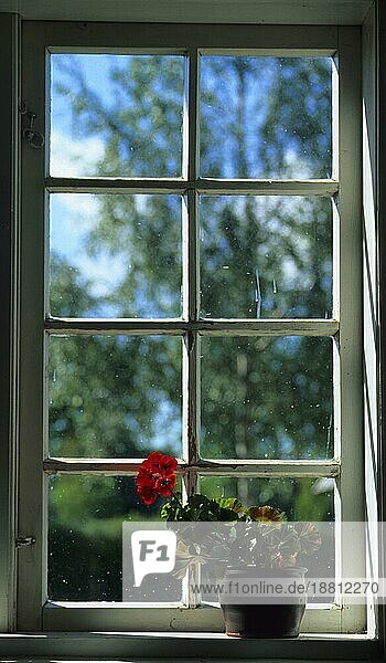 Fenster mit Blumentopf  innen  Klockenhagen  Ribnitz-Damgarten  Landkreis Nordvorpommern  Mecklenburg-Vorpommern  Deutschland  Europa