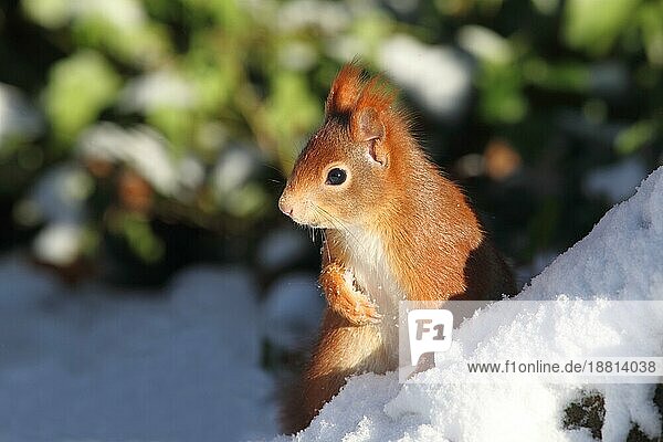 Eichhörnchen im Winter Red Squirrel in winter Scirius vulgaris