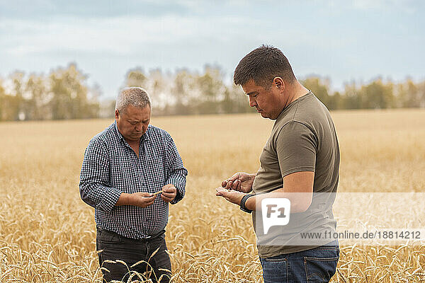 Father and son examining wheat in farm