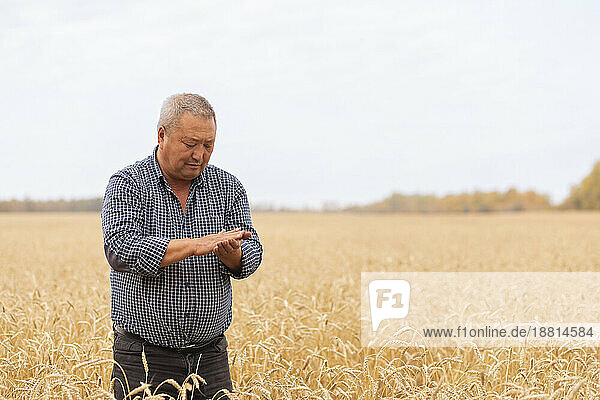 Senior farmer examining wheat in farm
