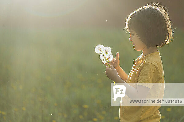 Boy holding dandelion blowballs on field