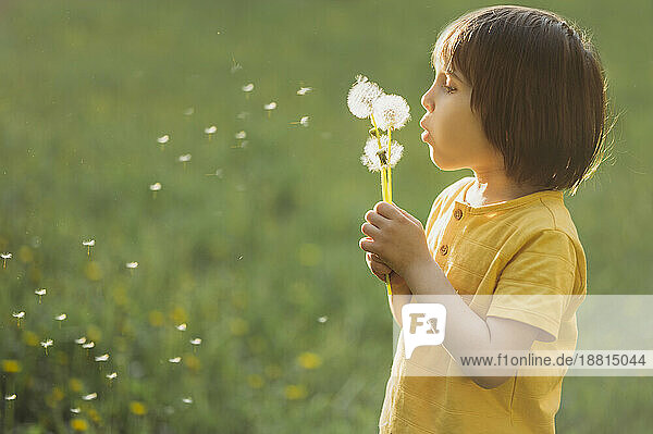 Boy blowing dandelion seeds on field