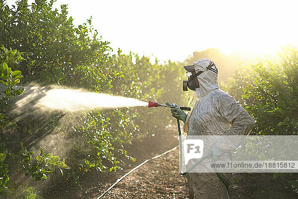 Farm worker spraying pesticide at sunrise