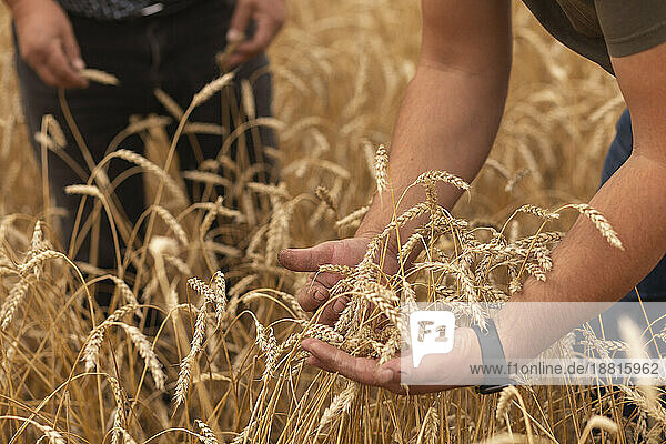 Father and son examining wheat crops at farm