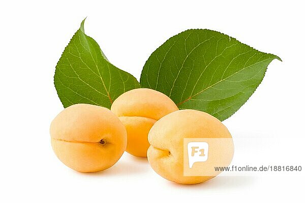 Apricots  Die Datei enthält einen ausgezeichneten Beschneidungspfad