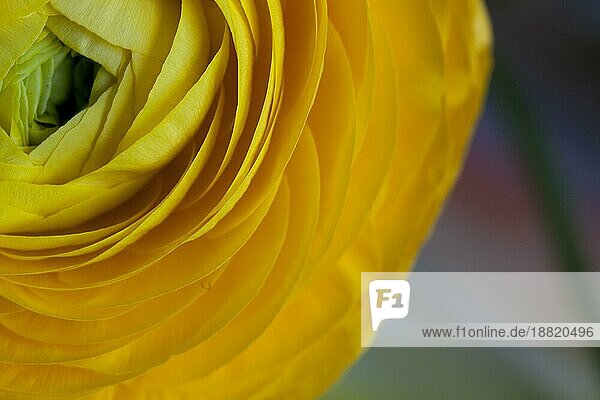 Schöne gelbe (Ranunculus asiaticus) Blume im Frühling mit weichem Bokeh