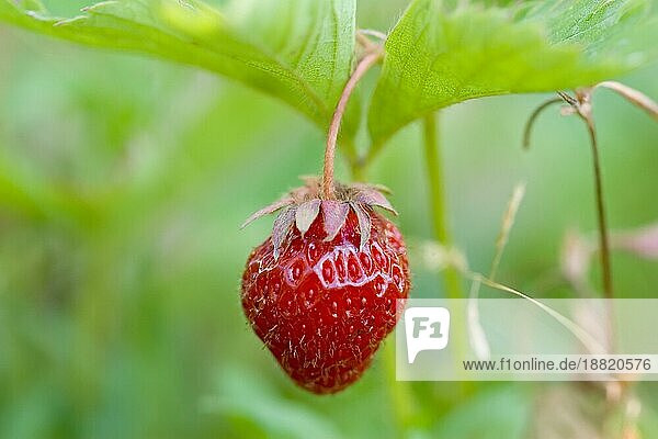 Frische und schmackhafte Erdbeeren wachsen