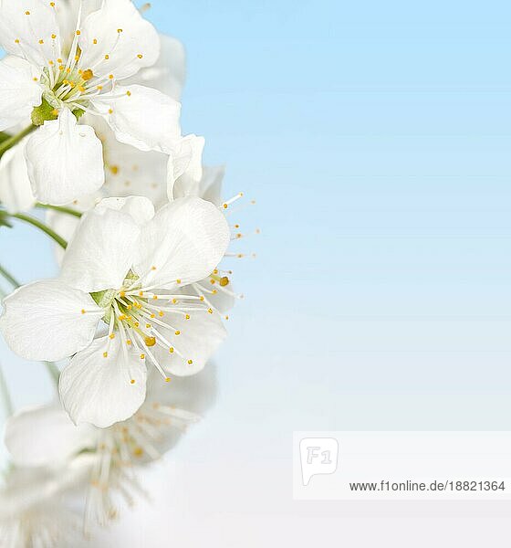Kirschblüte in Nahaufnahme. Weiße Blüten