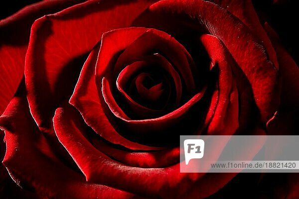 detail makro rote rose mit starkem kontrast